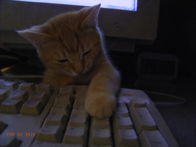 paw on enter